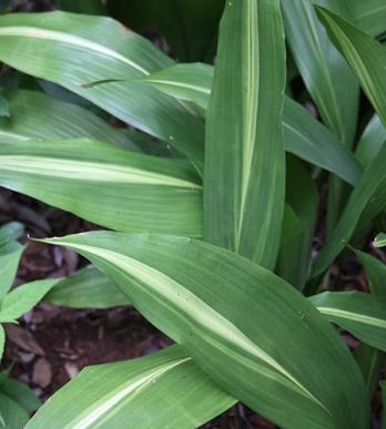Aspidistra: Cultivo y cuidados de una planta ideal para interiores
