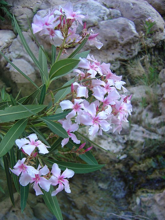 Adelfa: Cultivo, riego y cuidados