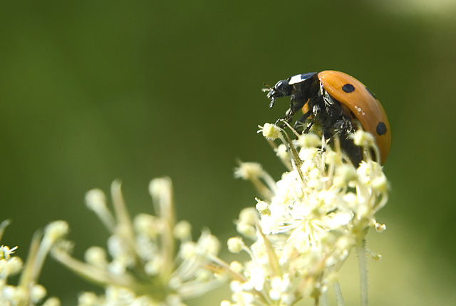La Vaquita de San Antonio, un insecticida natural para proteger jardines y huertos