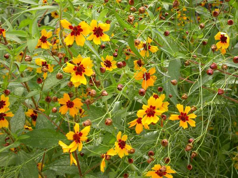 Xerojardinería: Especies anuales que pueden cultivarse