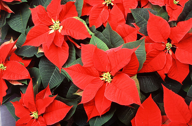 Flor de pascua o estrella federal: Cultivo, riego y cuidados