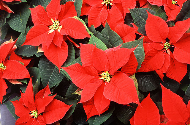 Flor De Pascua O Estrella Federal Cultivo Riego Y Cuidados