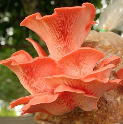 Cultivo de setas en zonas de altas temperaturas: Pleurotus djamor u Oreja de Patancán