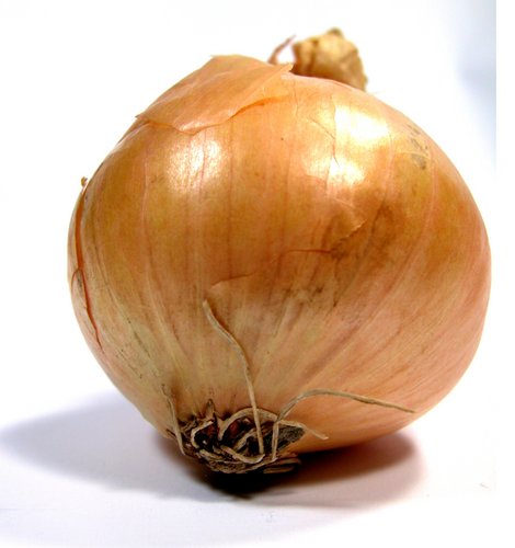 Common onion - Allium cepa