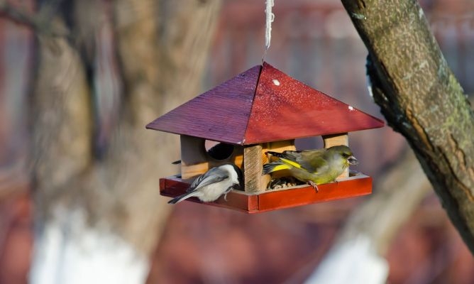 Trucos para atraer pájaros al jardín
