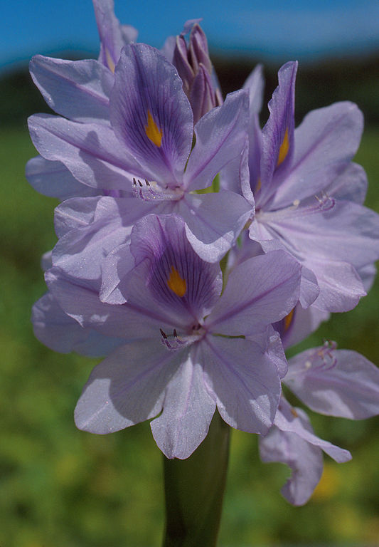 Plantas Acuaticas El Camalote O Jacinto De Agua Acuaticas Flor