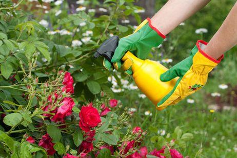 Tratamiento contra plagas con aceite mineral durante el invierno Control  Plagas - Flor de Planta