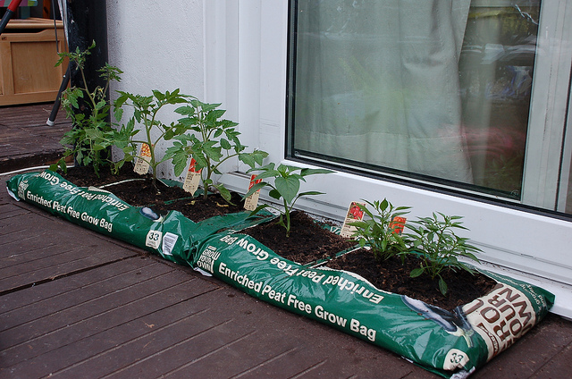Plantas de tomate y pimiento cultivadas en bolsa (Foto: Jeremy Tarling)