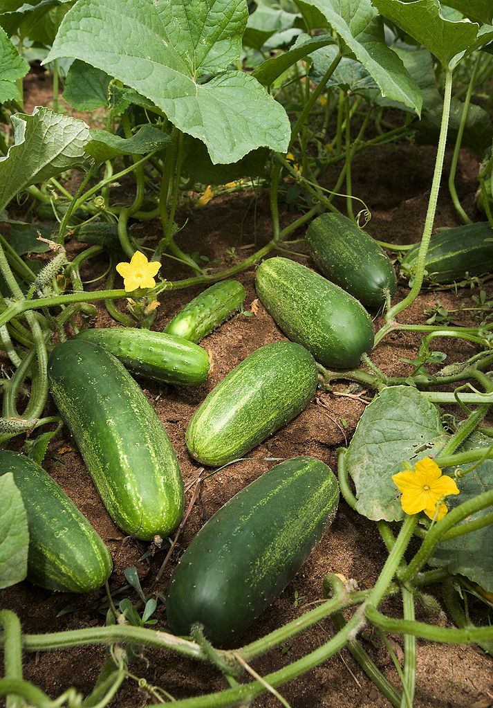 Pepino: Cultivo, riego y cuidados