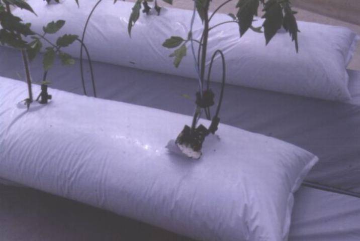 Técnica de cultivo de tomates en bolsas