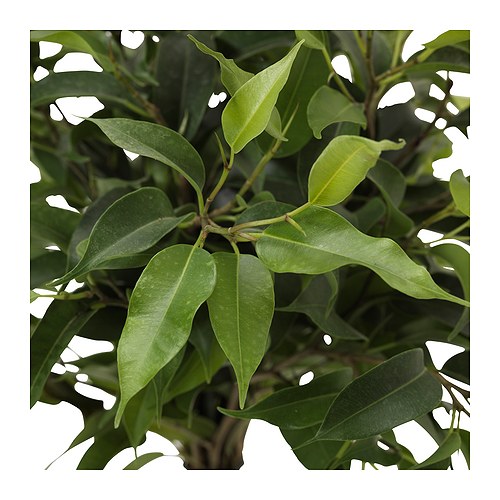 Ficus Benjamina: Cultivo, riego y cuidados