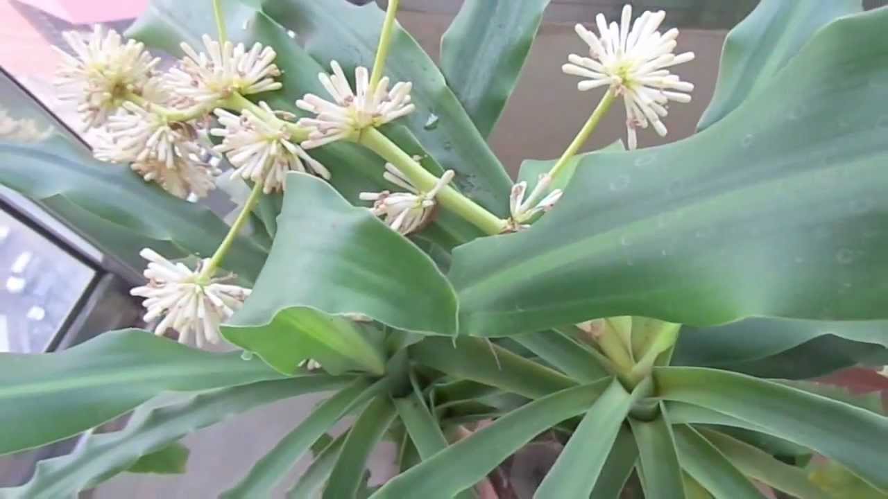 Palo De Agua Cultivo Y Cuidados Plantas Interior Flor De Planta