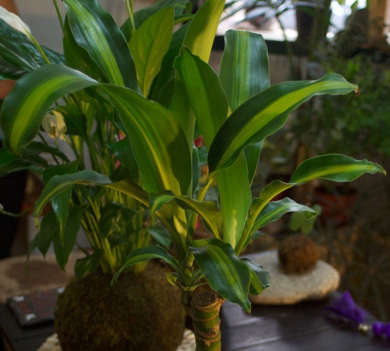 Palo De Agua Cultivo Y Cuidados Plantas Interior Flor De Planta