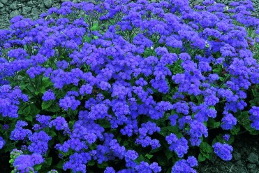 Ageratum houstonianum: Cultivo, riego y cuidados