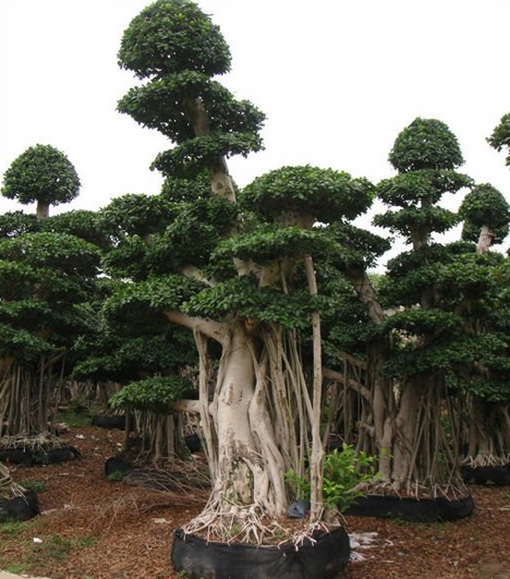 Ficus Microcarpa: Cultivo, riego y cuidados generales