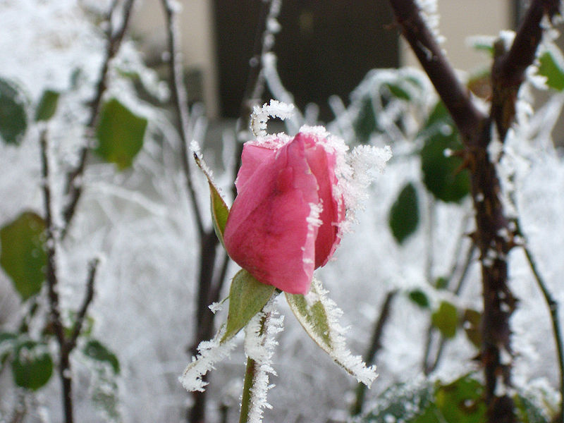 Cómo proteger las plantas ante la llegada del invierno