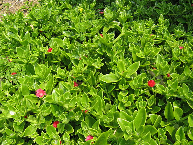 Aptenia Cordifolia (Foto: KENPEI)