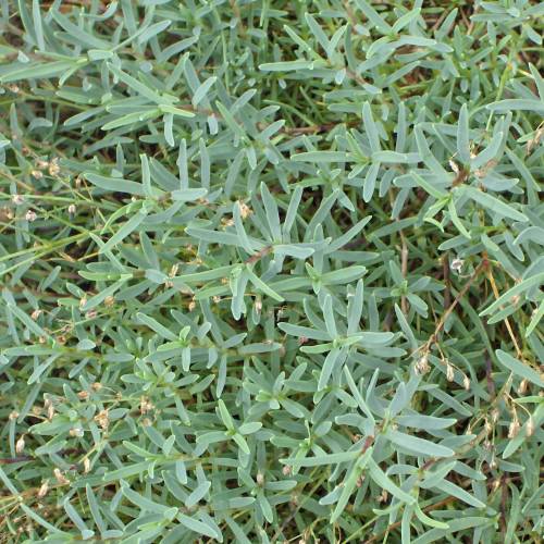 Plantas tapizantes, una alternativa al clásico césped