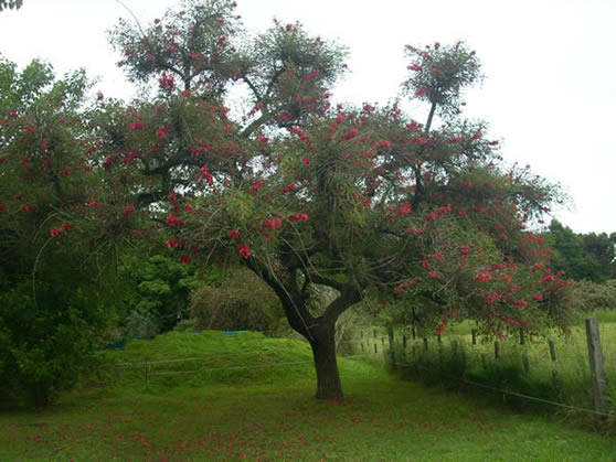 El ceibo: Cultivo, suelo y poda, riego y cuidados Arboles - Flor de Planta