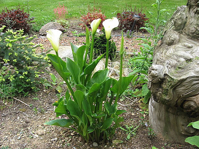 Calas: Consejos para su cultivo y cuidado Flores - Flor de Planta