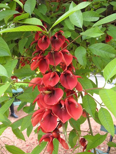 El ceibo: Cultivo, suelo y poda, riego y cuidados Arboles - Flor de Planta