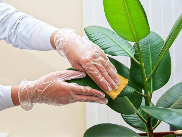 Plantas de interior: Consejos para mantenerlas limpias