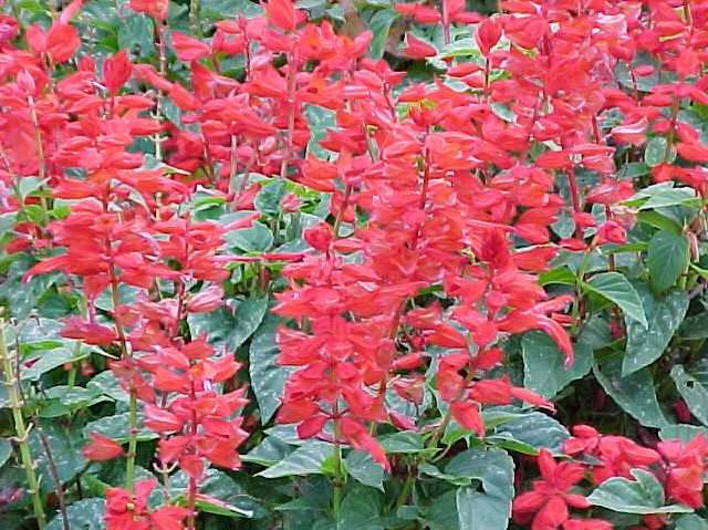 Declaración sagrado flojo Salvia Escarlata: Cultivo, riego y cuidados Flores - Flor de Planta