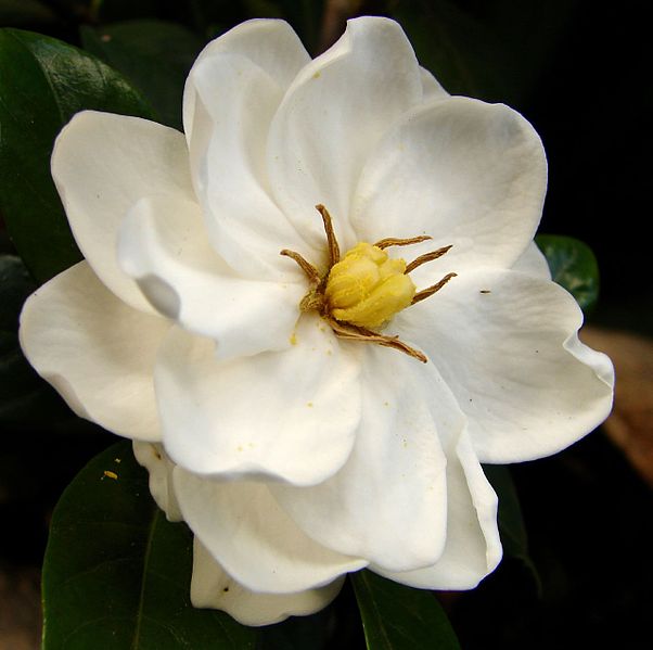 Flor de la gardenia (Foto: Louise Docker)