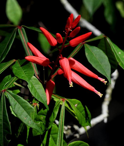 Plantas medicinales e insecticidas: Quassia Amara o Palo Amargo