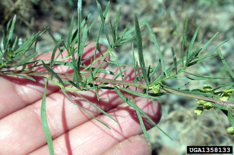 Plantas aromáticas y medicinales: El Estragón o Artemisia dracunculus