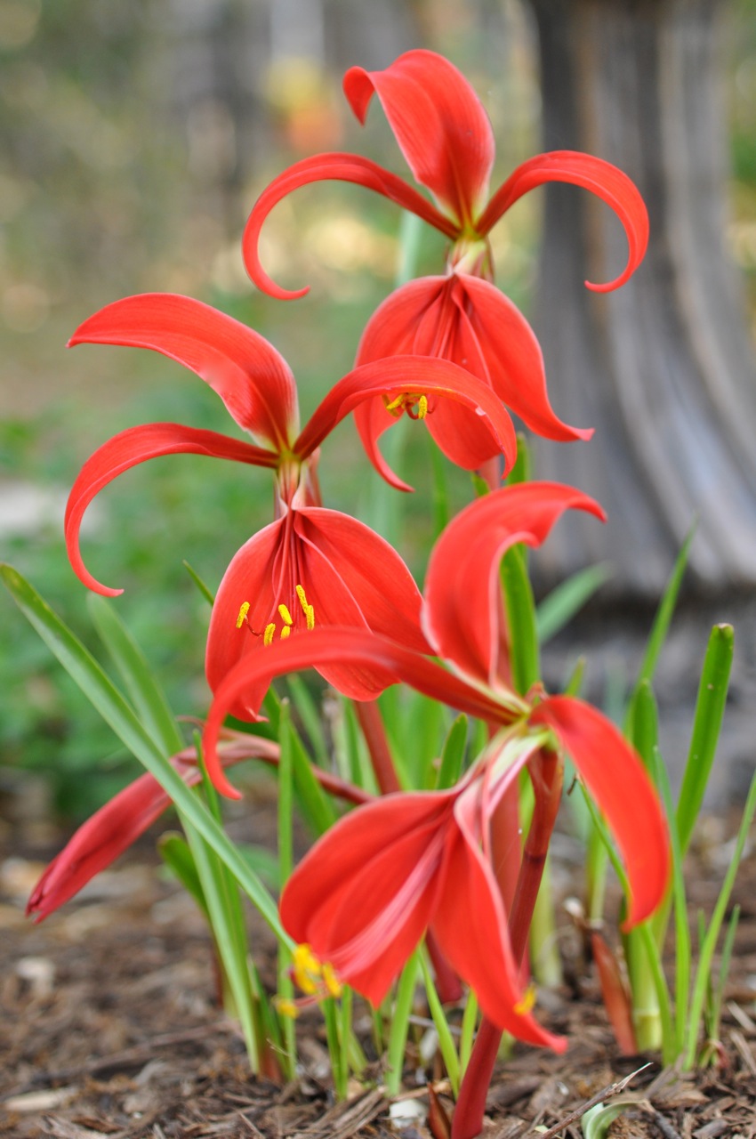 Flor de Lis: Cultivo, suelo y riego Flores - Flor de Planta