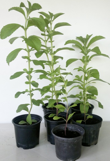 Stevia Cultivo Suelo Y Riego Plantas Medicinales Flor De Planta