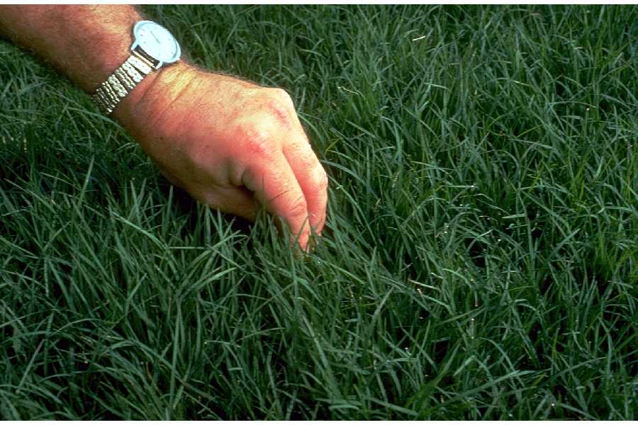 bermuda grass_USDA_1
