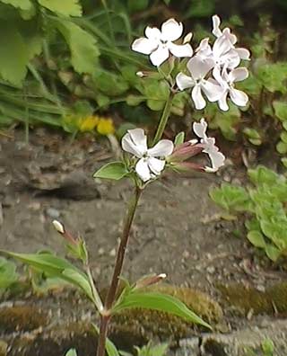 Saponaria: Cultivo y aprovechamiento para la elaboración de jabón
