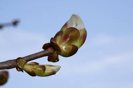Flores de Bach: Brote de Castaño (Chestnut bud). Características curativas