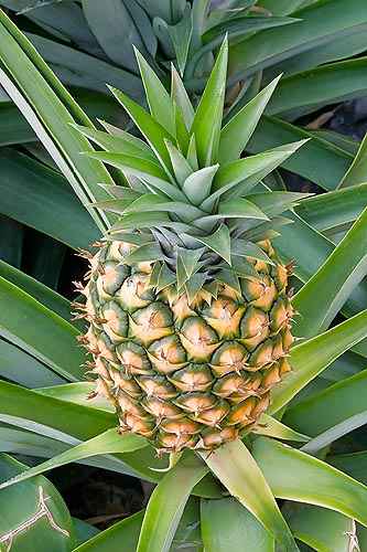 Ananá: Cómo cultivarla en maceta