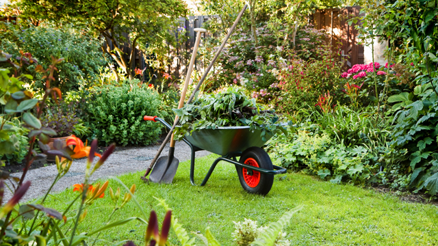 Cuidando el jardín en verano: Riego y prevención de plagas y enfermedades