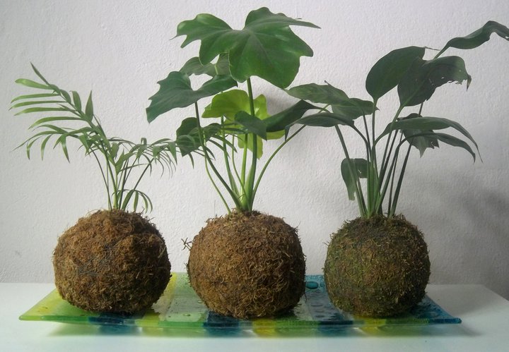 T hacha Para aumentar Kokedama: Realización, cuidados y riego Plantas Interior - Flor de Planta