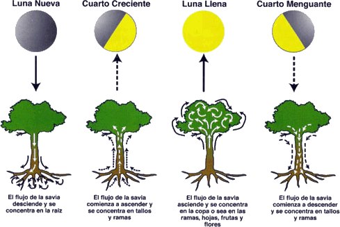 Cómo actúa la influencia de la luna sobre las plantas