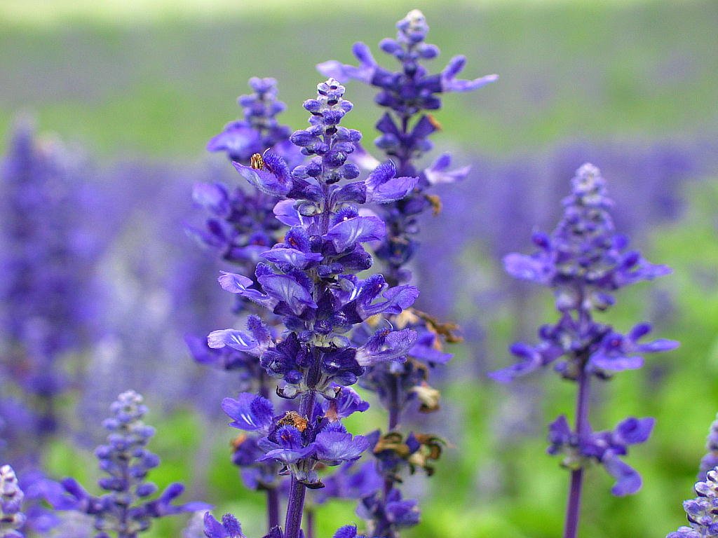 Cómo aprovechar las plantas para la limpieza hogareña
