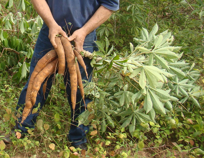 Cultivo de mandioca