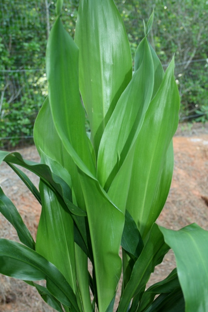Aspidistra: Cultivo, riego y cuidados