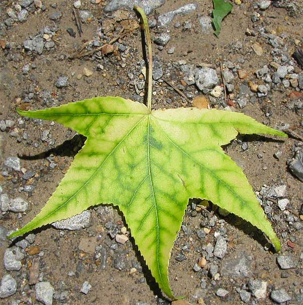 Clorosis férrica: Características, causas y detección