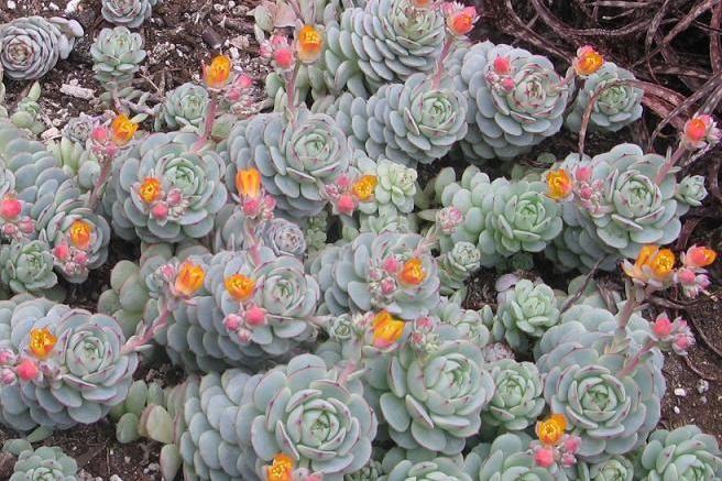 Echeveria: Cultivo, riego y cuidados