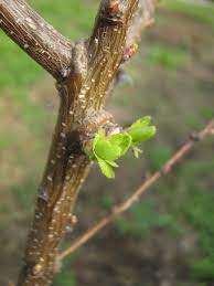 Cómo podar en verde: cuidados especiales de la poda en verano Arboles,  Control Plagas, Flores, Frutales, Jardin, Mantemiento Jardin, Paisajismo,  Plantas - Flor de Planta