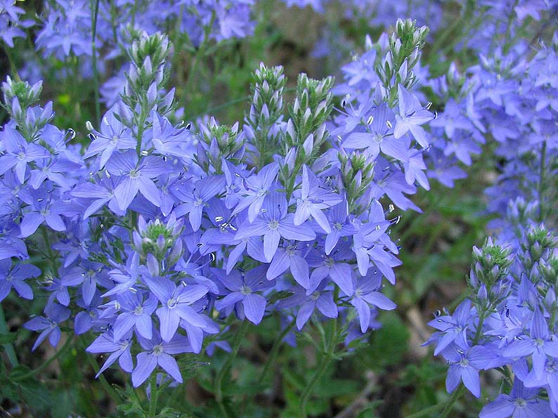 Cultivo y cuidados de la Veronica austriaca