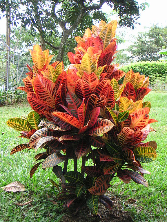 Crotón (Codiaeum variegatum): Cultivo, riego y cuidados