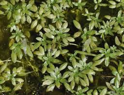 Cómo cuidar la Estrella de Agua
