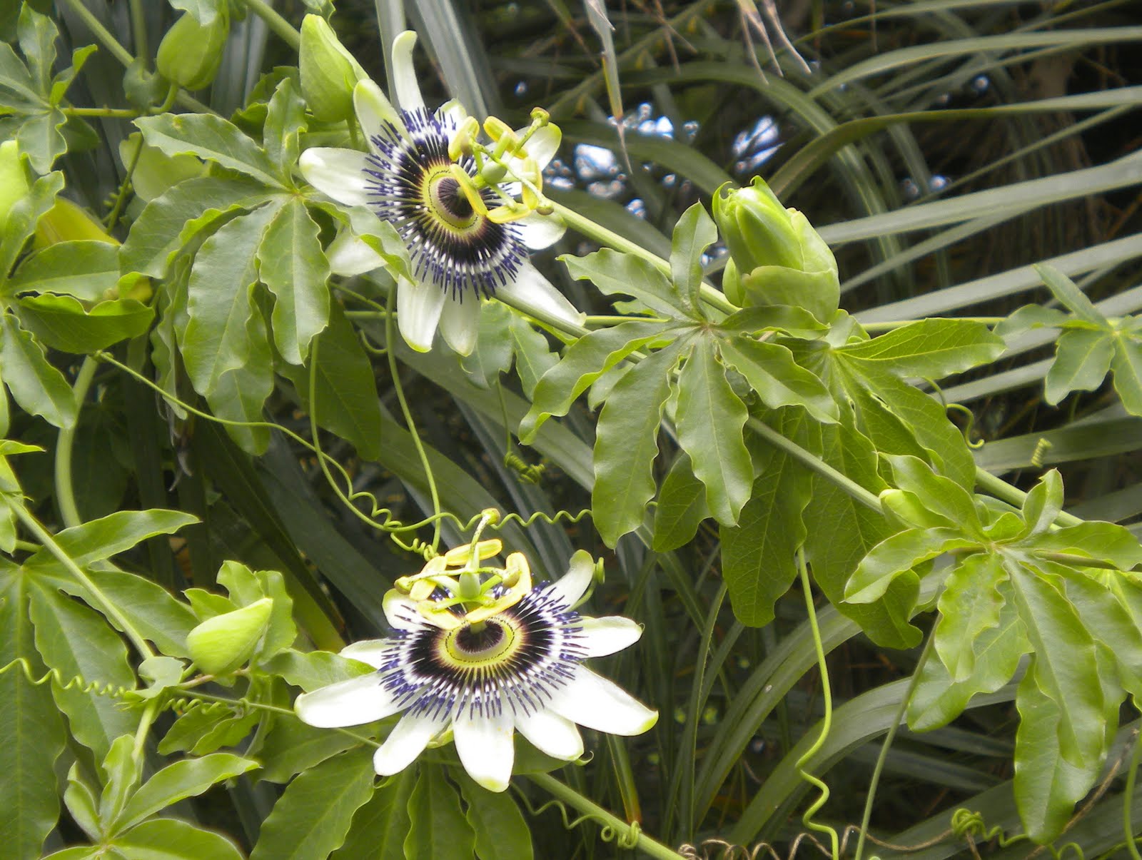 La Pasionaria Cultivo Multiplicacion Y Cuidados Flores Plantas