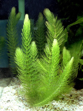 Plantas acuáticas oxigenadoras para estanques